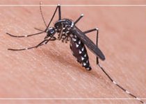 Le moustique tigre : ce qu’il faut savoir sur ce moustique qui progresse en France !