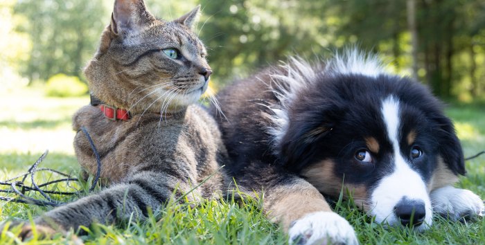 Antipuce : quel traitement antipuce pour mon chien ou mon chat ? 